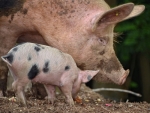 New welfare standards came into effect in pig farming yesterday, meaning sows and gilts must not be confined in stalls during pregnancy.