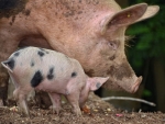 New welfare standards in pig farming