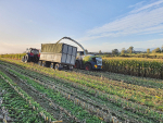 Maize was chosen for the trials because it’s a largescale crop hungry for nitrogen to grow.