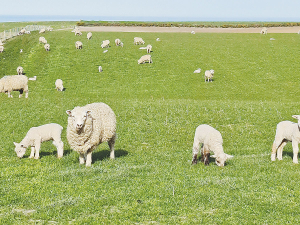 Lambs born to ewes well fed during pregnancy have better lifetime reproductive performance than those from poorly fed mothers.