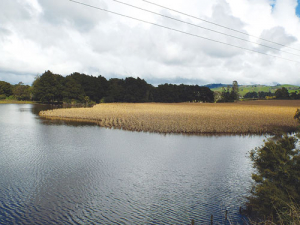 The recent floods in the North Island shortened the season for many farmers.