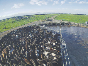 Gatekeeper is said to keeps cows calm and happy and eliminates over-zealous backing gate pressure.