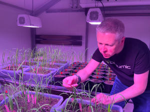 Jason Wargent, founder and chief science officer of BioLumic, observing rice seedlings under UV Light.