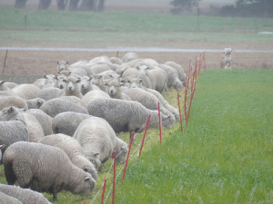 NZ’s sheep flock now seems to be stabilising according to latest figures.