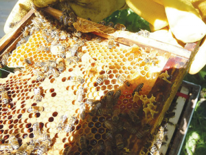Up to 80% death rates in some hives have been reported throughout much of the North Island.