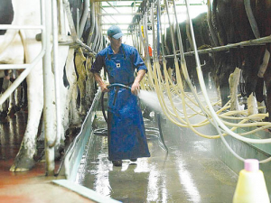 Hot water used for plant clean-up can be reused for cleaning around the dairy shed.