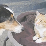 A healthy Chloe and friend back at home.