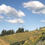  Hawke’s Bay Optimism