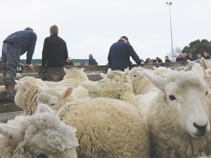 2015 Ewe hogget event