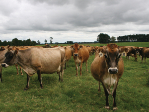 National cow numbers peaked around 2014 and have since flattened or declined.