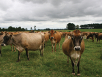 Genetics Key to Lifting Dairy Productivity in New Zealand