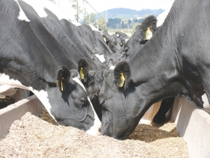 Slashing feed inputs is risky because milk output is driven by energy input.