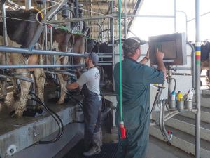Genetics are used to breed lighter but high producing cows.
