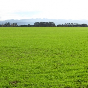 Wairarapa dry-stock farm sells well above government valuation