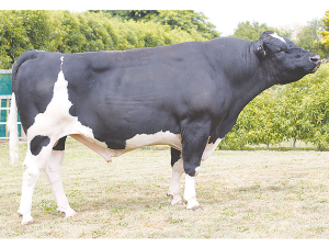 Discovery Project sire Tronnoco MH Samba-ET S2F.