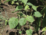 This 2025-26 season looks to have been a good one in regard to velvetleaf management.