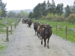 Diseases like lameness can also impact mating outcome.