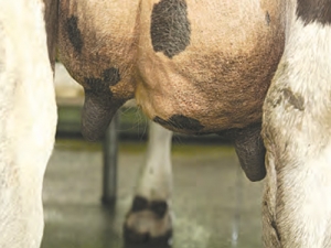 In dairy 85% of the antimicrobials used on farm are associated with treatment of mastitis.