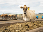 Cows that calve down in less-than-optimal conditions will often take longer to cycle.