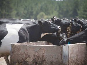 Cows with low blood calcium have less chance in resisting infection or fighting current ones.