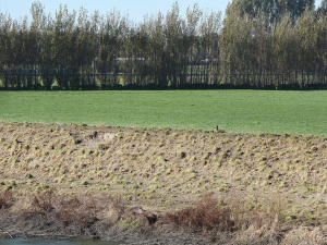 During winter, BOP Regional Council say it is common sense to keep stock off the stopbanks as much as possible to prevent pugging and damage. 