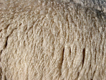 The attack stopped all wool sales in Australia for about a week.