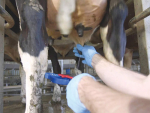 Healthy udders produce quality milk.