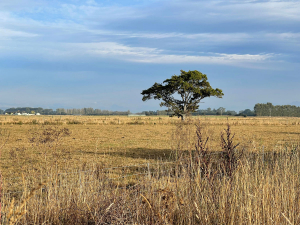 Invercargill MP Penny Simmonds says the Government&#039;s drought support for Southland, Clutha and Queenstown Lakes districts isn&#039;t enough.