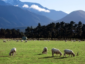 Nominations are now open for the annual awards which recognise achievements of special significance that benefit Southland&#039;s environment. Image: Jorge Royan.