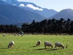 Nominations are now open for the annual awards which recognise achievements of special significance that benefit Southland's environment. Image: Jorge Royan.