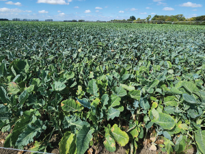 Farmers are being urged to plan carefully to mitigate any risks associated with winter grazing next winter.
