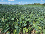 Planning Next Year's Winter Forage Crops: What B+LNZ Wants Farmers to Consider