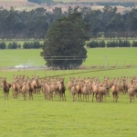 Brilliant velvet, weak venison prices