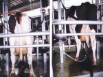  Canadian dairy giant has zero tolerance policy on dairy cow welfare.
