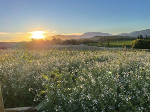 Nick Pett and Jess Barnes launched their wine brand Marathon Downs five years ago, with native yeast and ultra-minimal intervention. In spring 2024 the couple planted their own small vineyard on Jess’s multigenerational family farm in the Awatere Valley, namesake for their brand, using organic practices.
