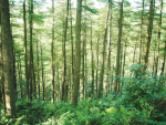 MPI estimates 20% of NZ will be infested with unwanted wilding conifers in 20 years if their spread is not contained.