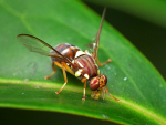 The Queensland fruit fly.