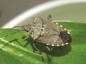 A brown marmorated stink bug.