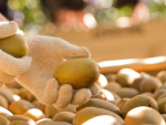 Strong market prospects for kiwifruit