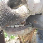 FMD would cost Australia dairying A$7b