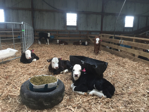 Hereford calves. Photo: Kane Farms.