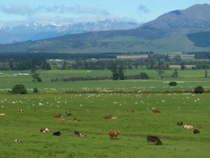 Two men contesting the vacant central South Island Beef + Lamb NZ board seat do not support remits by MIE to the BLNZ annual meeting.