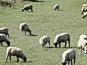 New Zealand&#039;s sheep milk industry is set to benefit from new research by AgResearch.