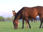 Equine Vets Urge Vigilance as Strangles Outbreak Hits North Island Horse Properties