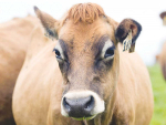 Cows with marginal BCS are now in the spotlight.