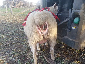 With the bearing out for 3 days and significantly swollen before being put back in, the harness was able to help this ewe through to delivering twins.