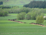 Hafiz M. Abrar Ilyas is comparing the difference between Pastoral Dairy Farms and Confined Animal Feeding Operations dairy systems in terms of energy consumption and environmental emissions.