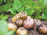 FAO distributes seed potatoes to Ukrainian rural families