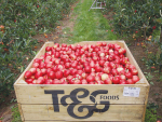 T&G says quality issue around its Envy apples arose mainly from heavy rains before and during the 2022 harvest.
