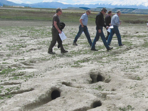 Rabbits can do an awful amount of damage to farmland.